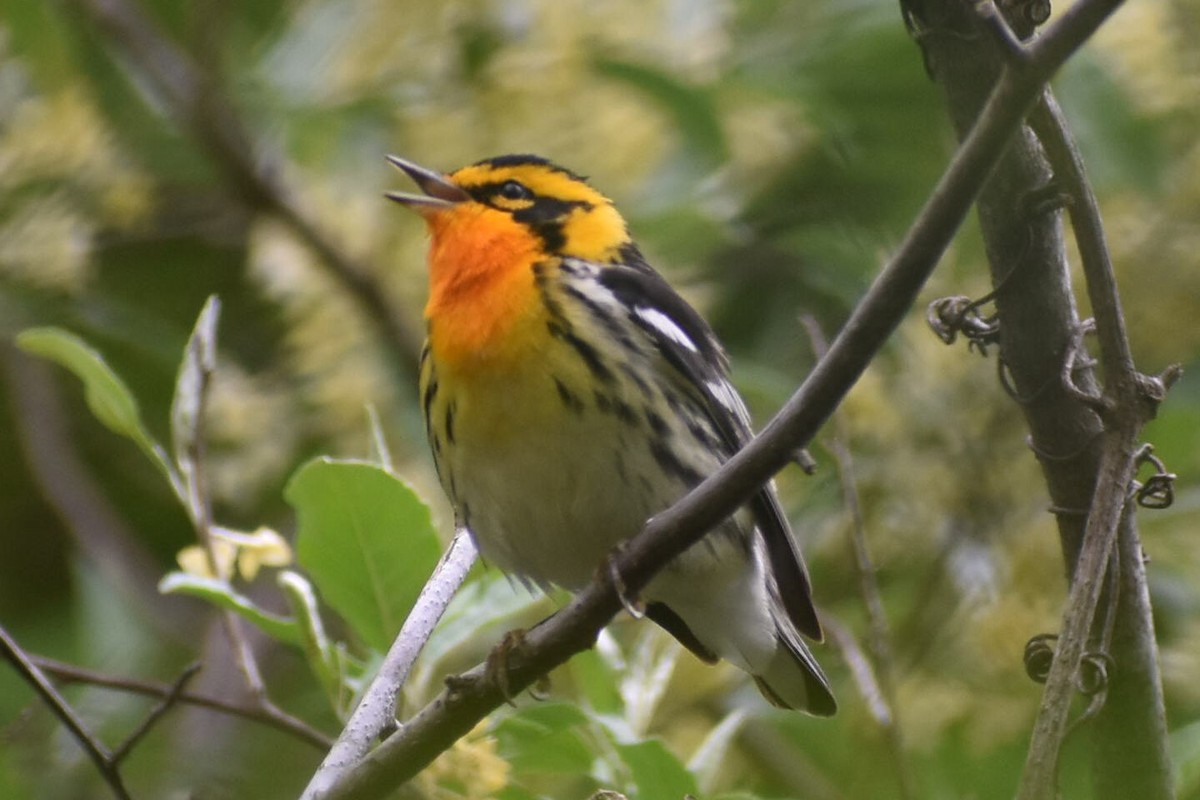 Blackburnian Warbler - ML572481521