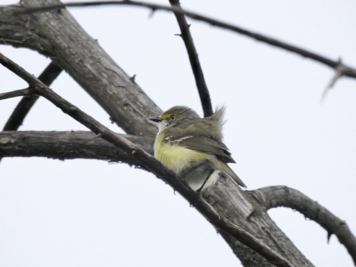 Vireo Ojiblanco - ML572481731