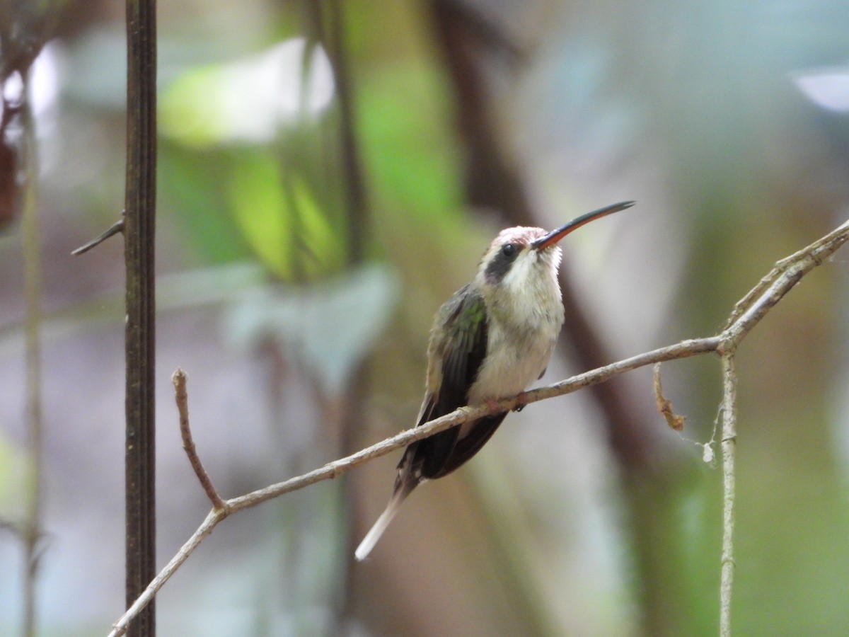 Pale-bellied Hermit - Freddy Jaraba Aldana