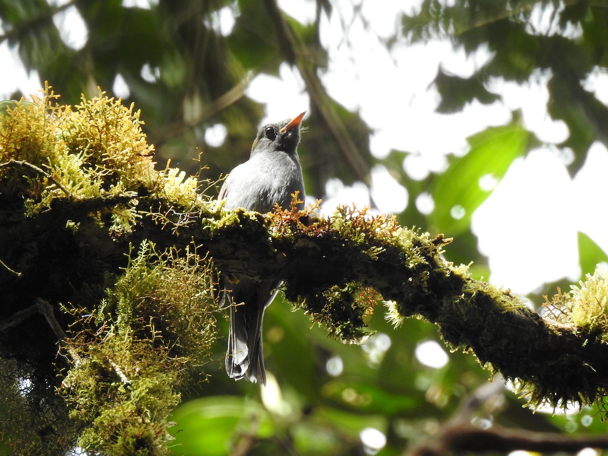 Andean Solitaire - ML572483851
