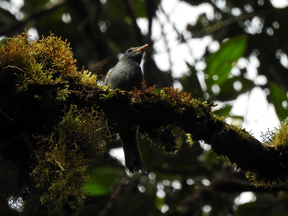 Andean Solitaire - ML572483861