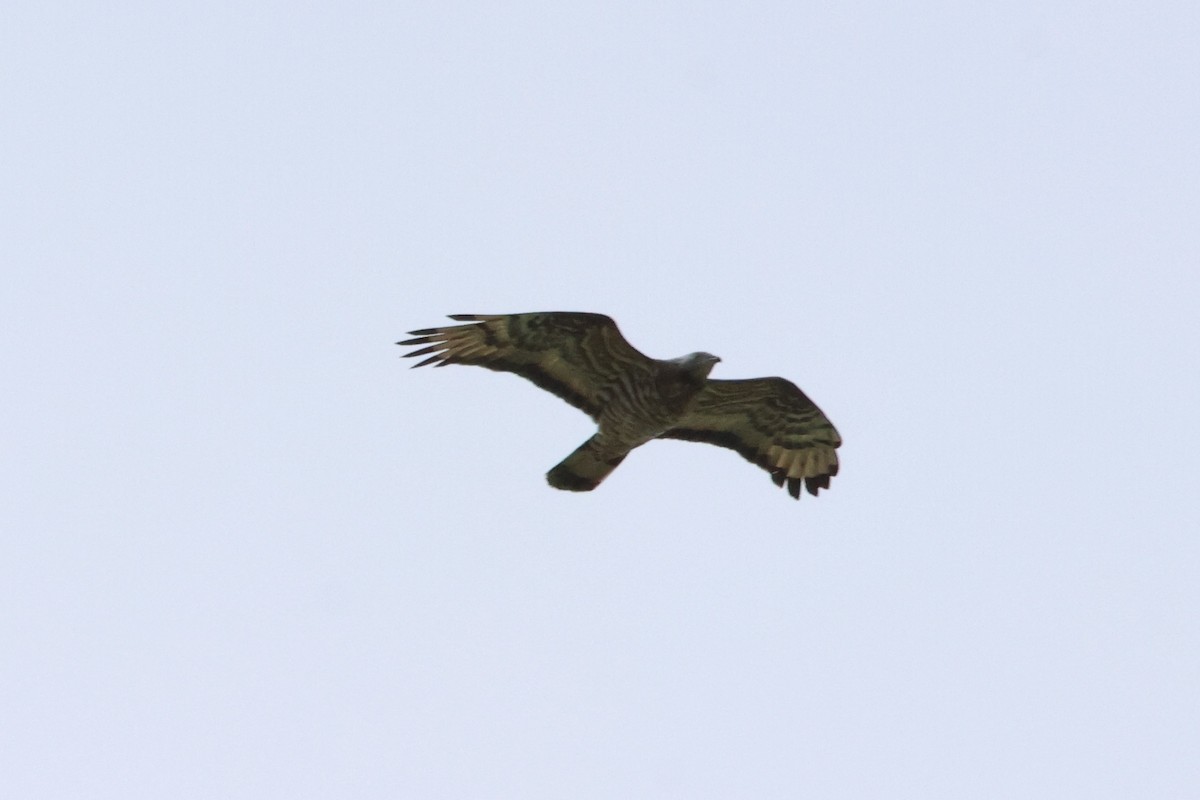 European/Oriental Honey-buzzard - ML572484951