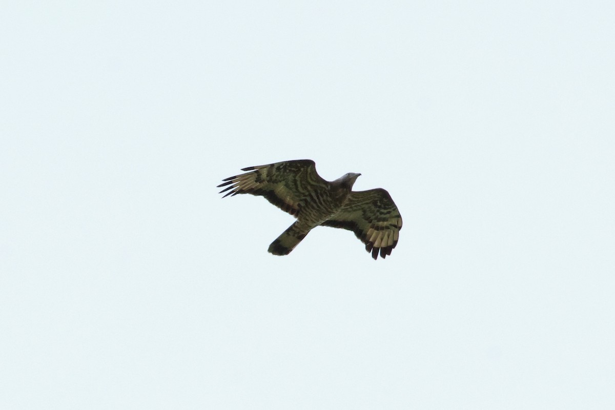 European/Oriental Honey-buzzard - ML572484961