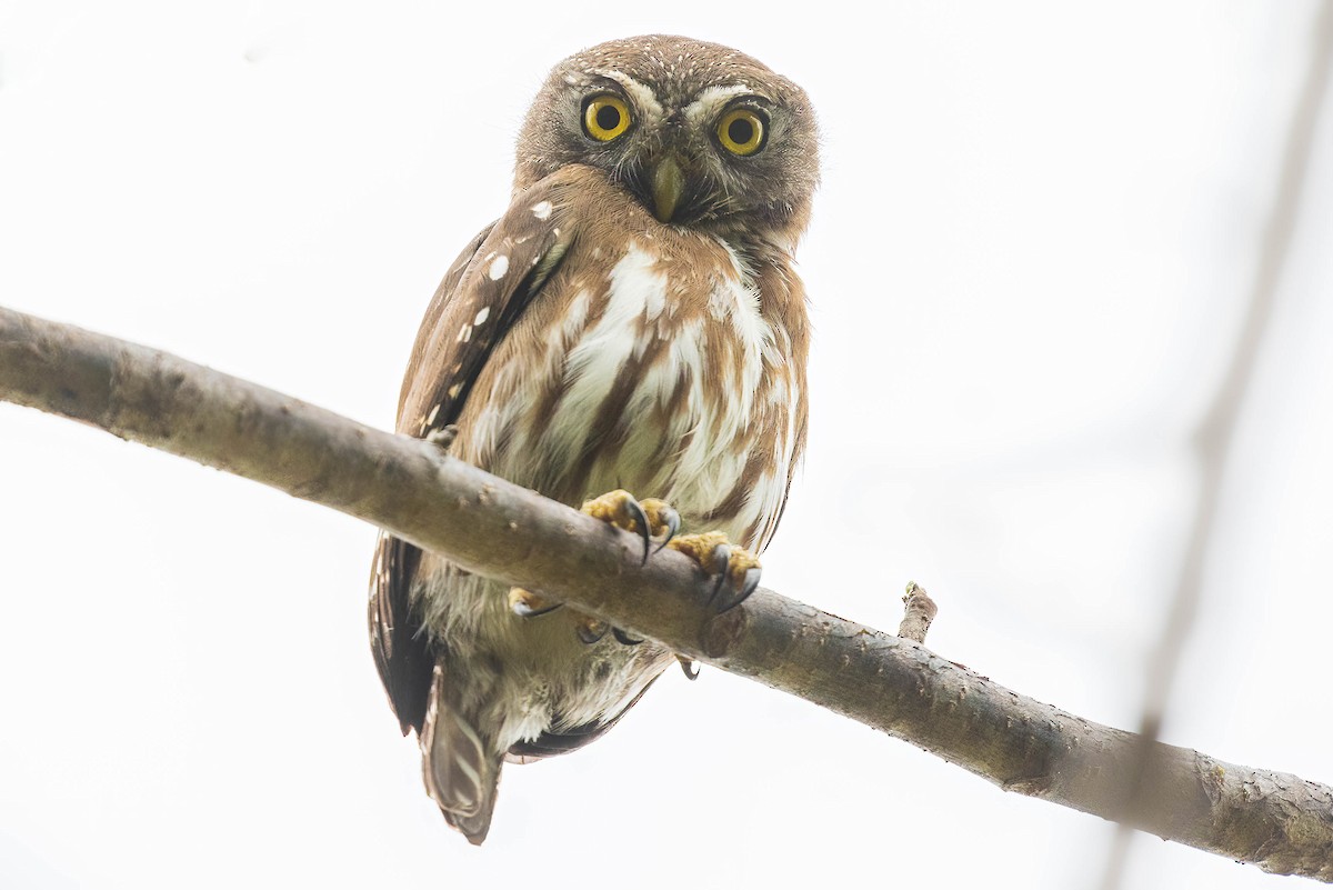 Ferruginous Pygmy-Owl - Michael Ortner