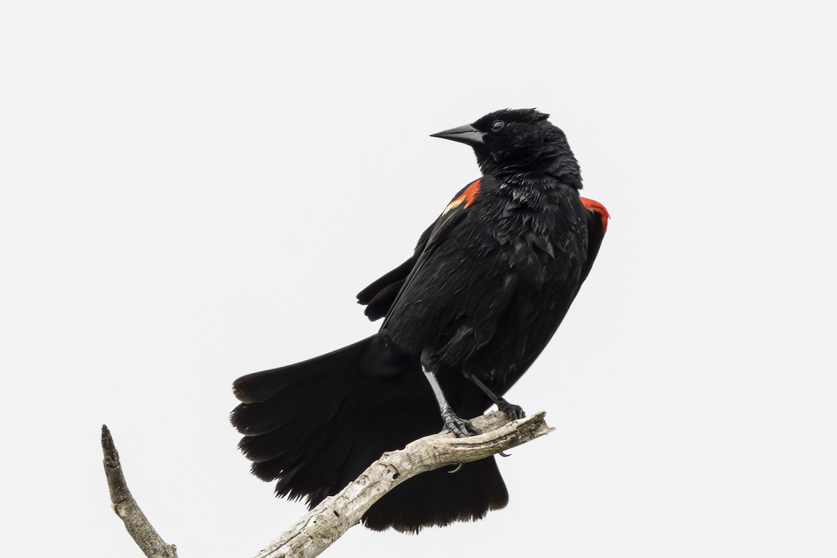 Red-winged Blackbird - ML572485301