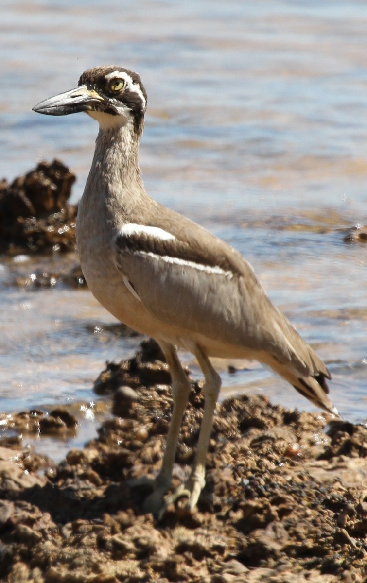 Alcaraván Piquigrueso Australiano - ML57248551