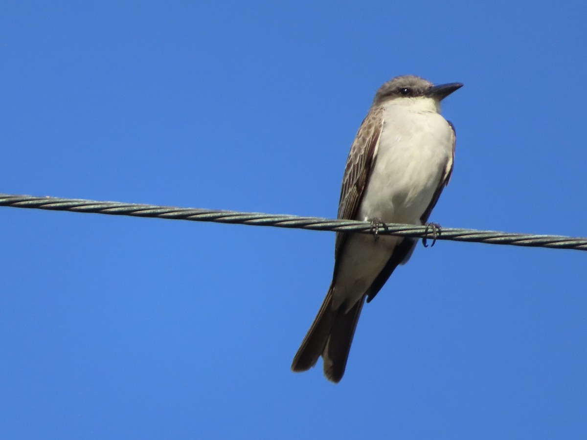 Gray Kingbird - ML572485651