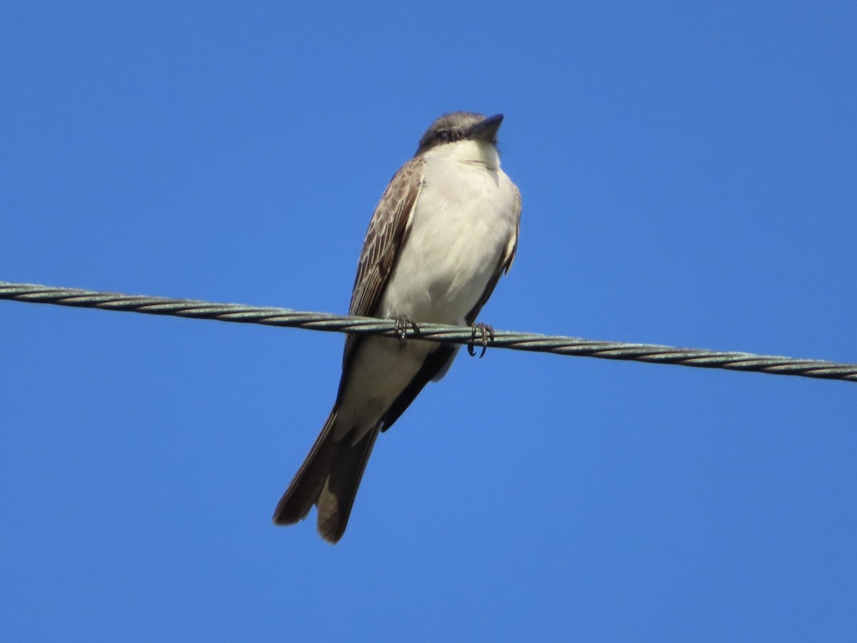 Gray Kingbird - ML572485691