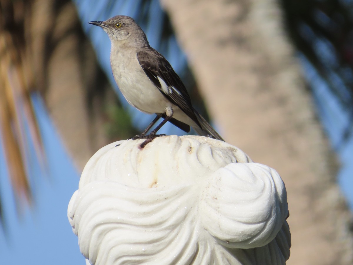 Northern Mockingbird - ML572485771