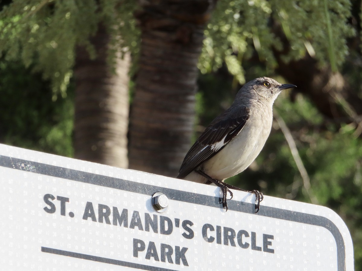 Northern Mockingbird - ML572485851