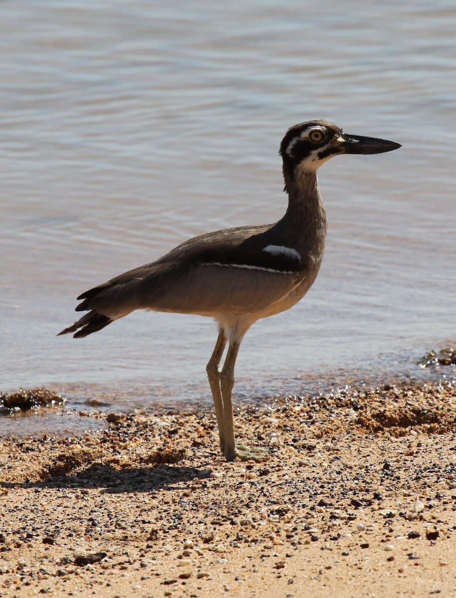 Beach Thick-knee - ML57248601