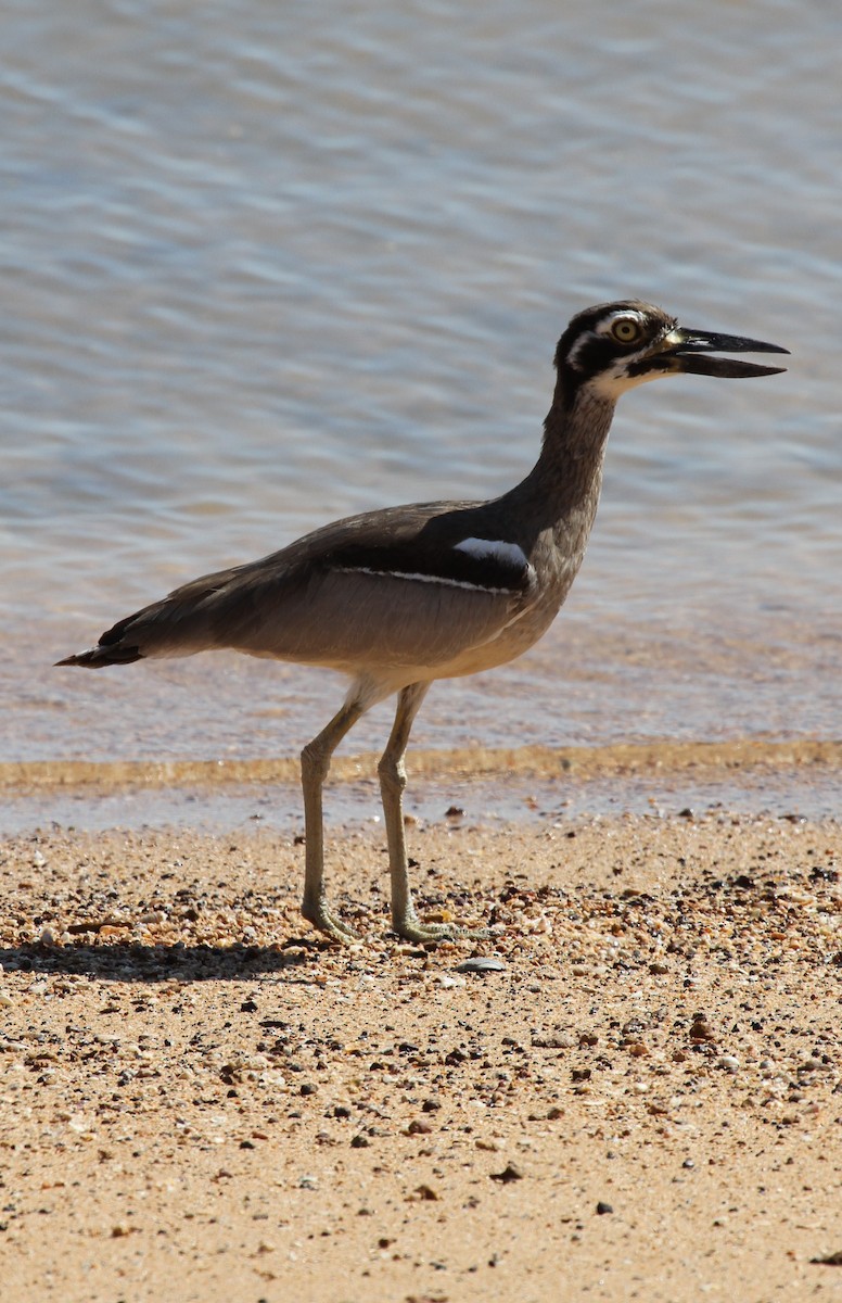 Beach Thick-knee - ML57248611