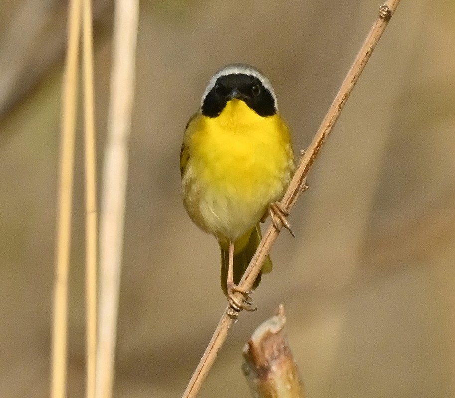 Common Yellowthroat - ML572487691