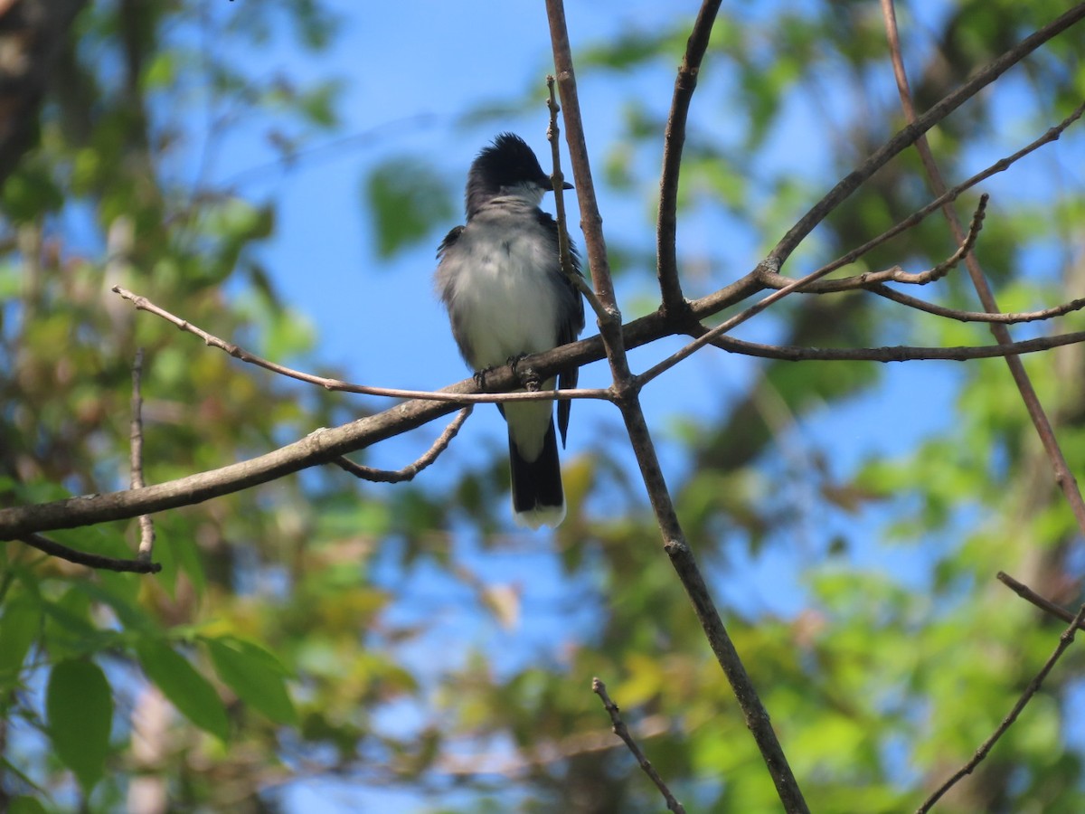 Eastern Kingbird - ML572489481