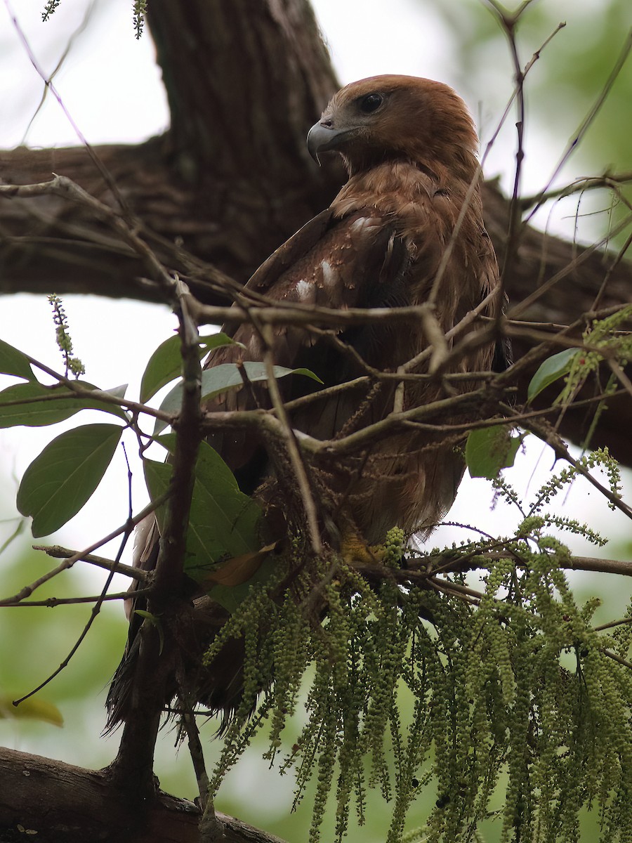 Brahminy Kite - ML572491331