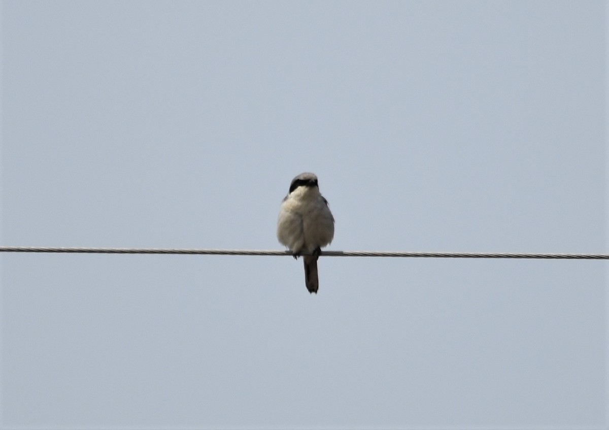 Loggerhead Shrike - ML572491841