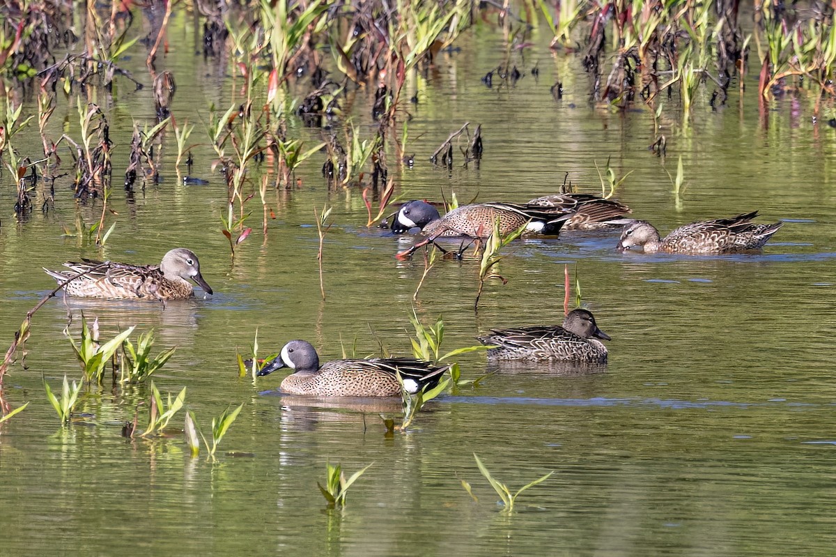 Blue-winged Teal - ML572492421