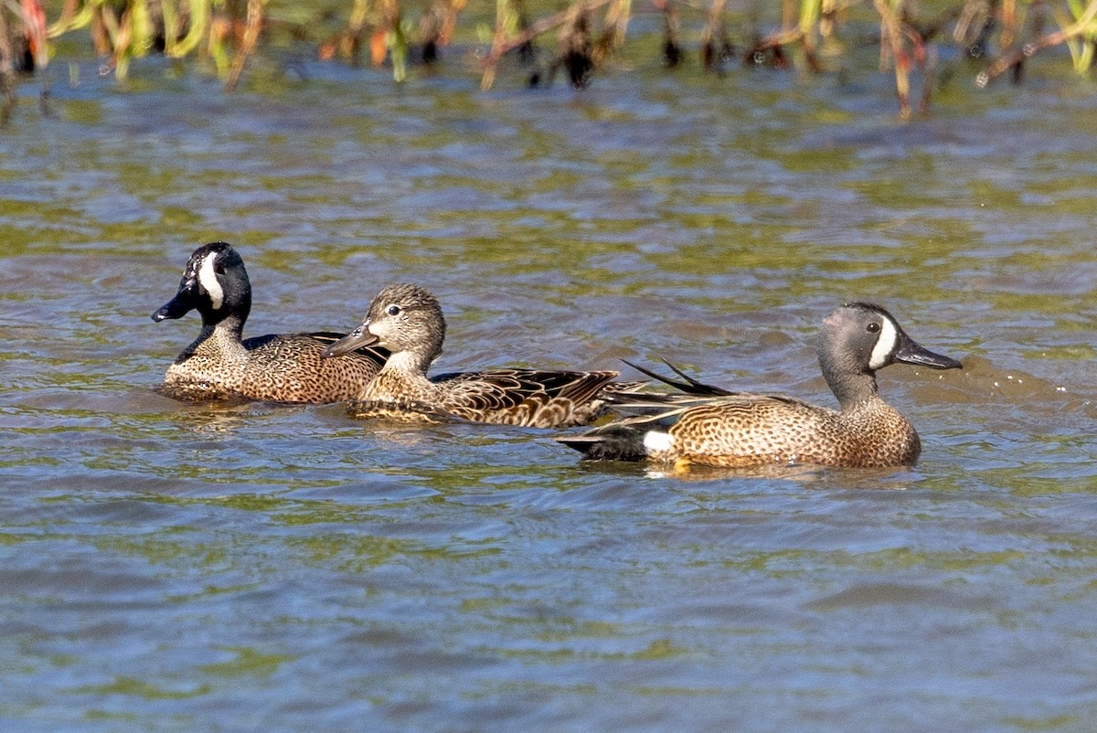 Blue-winged Teal - ML572492591