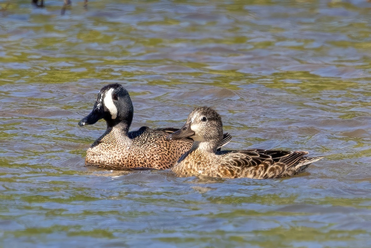 Blue-winged Teal - ML572492601