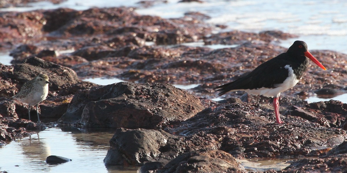 Pied Oystercatcher - ML57249351