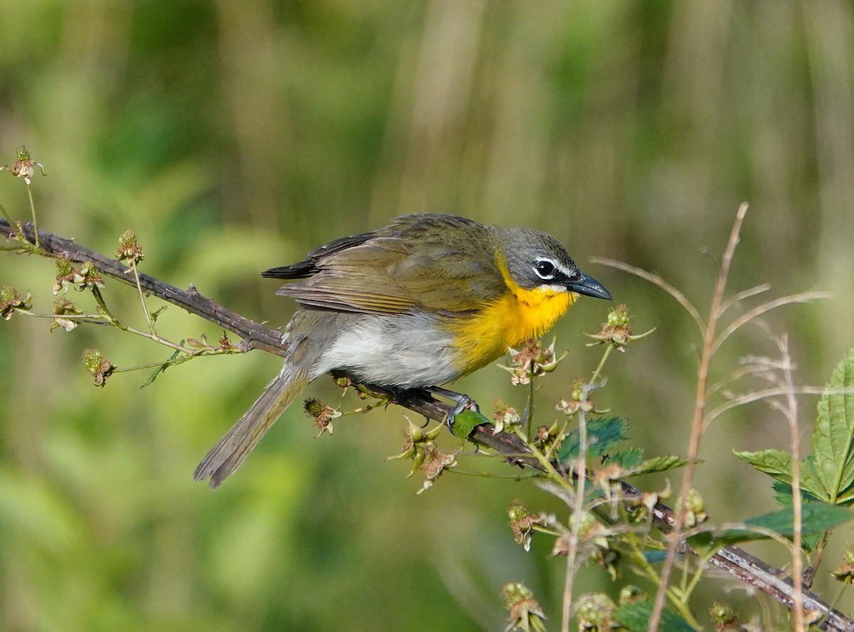 Yellow-breasted Chat - ML572493891