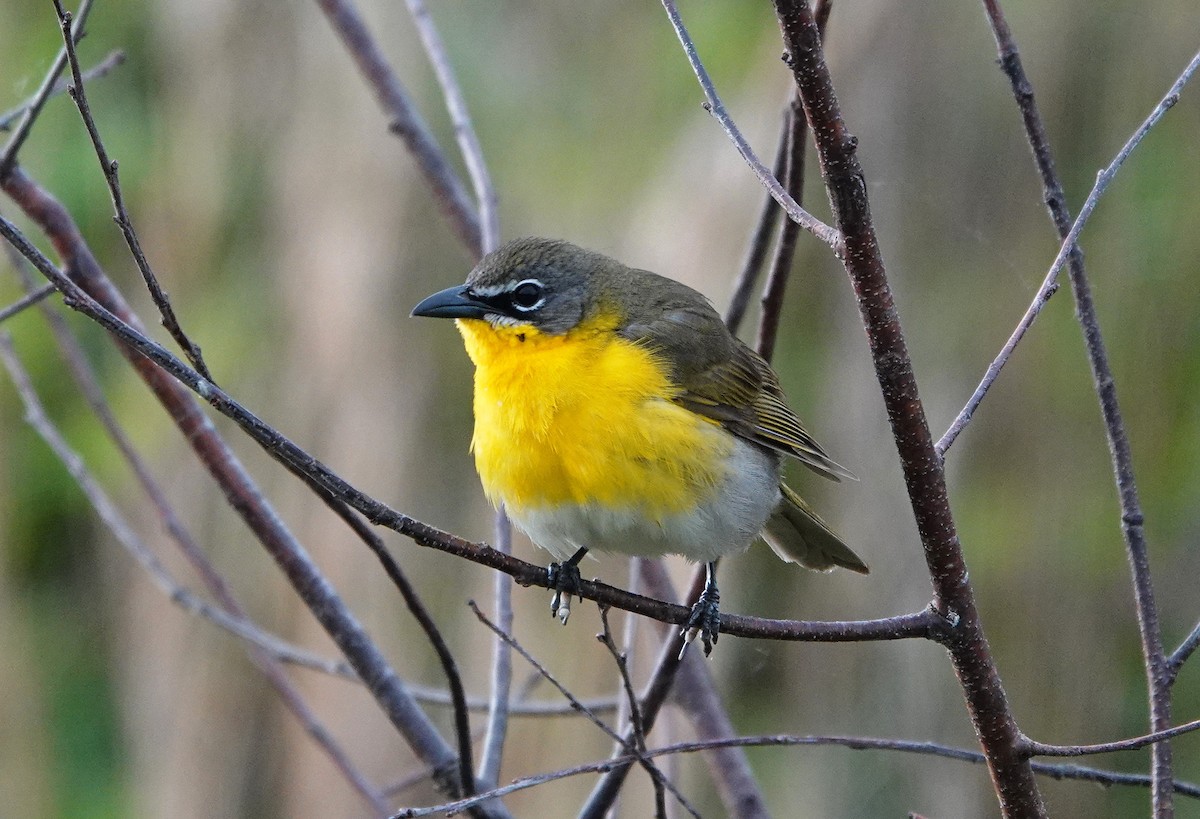 Yellow-breasted Chat - ML572494001