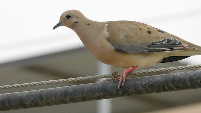 Eared Dove - ML572494011