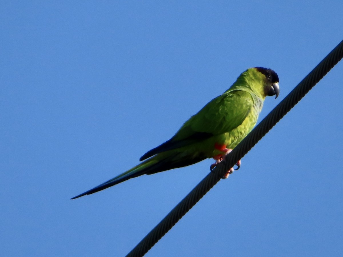 Nanday Parakeet - ML572494121