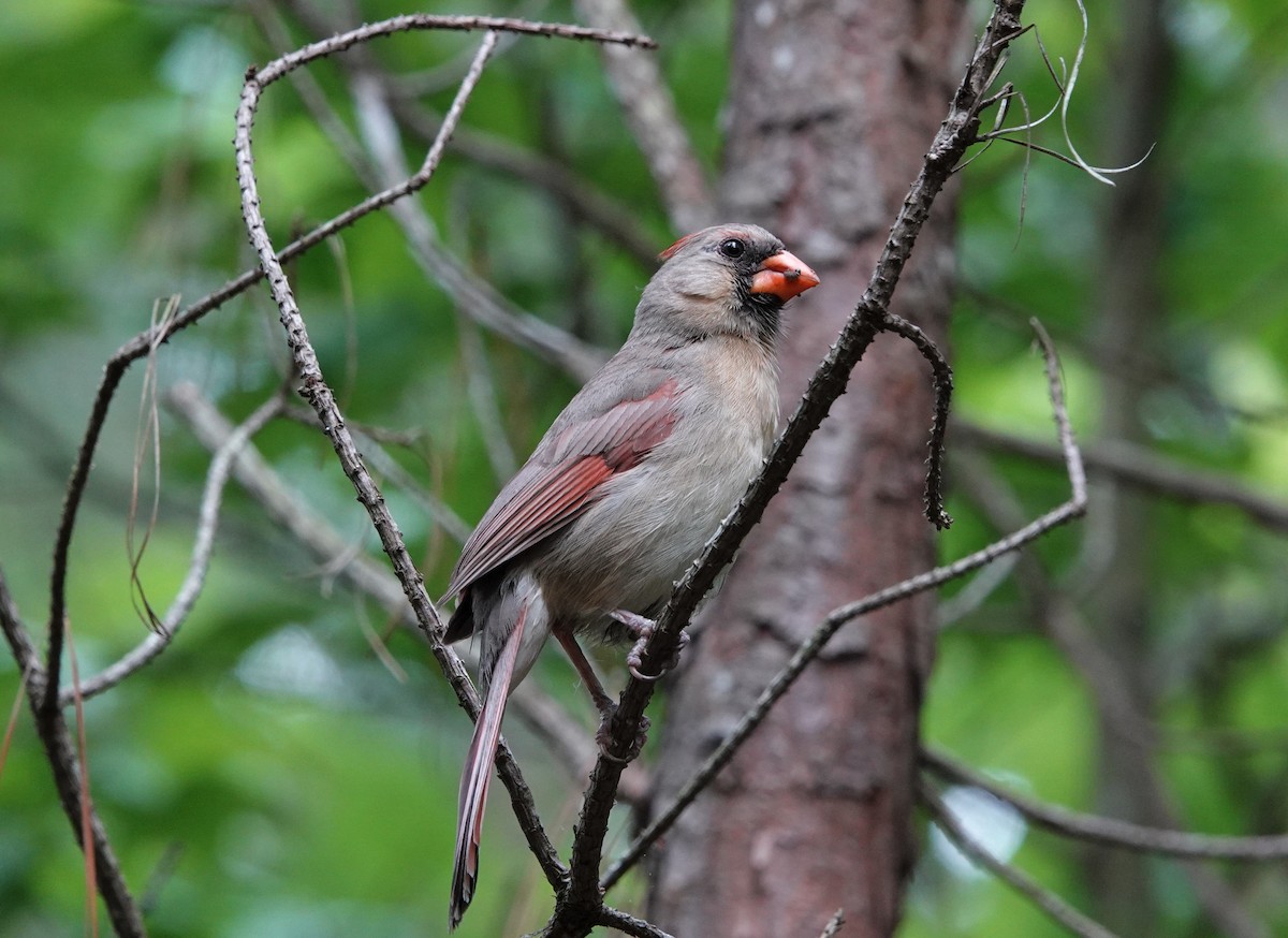 Northern Cardinal - ML572494131