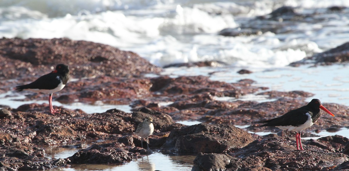 Pied Oystercatcher - ML57249421