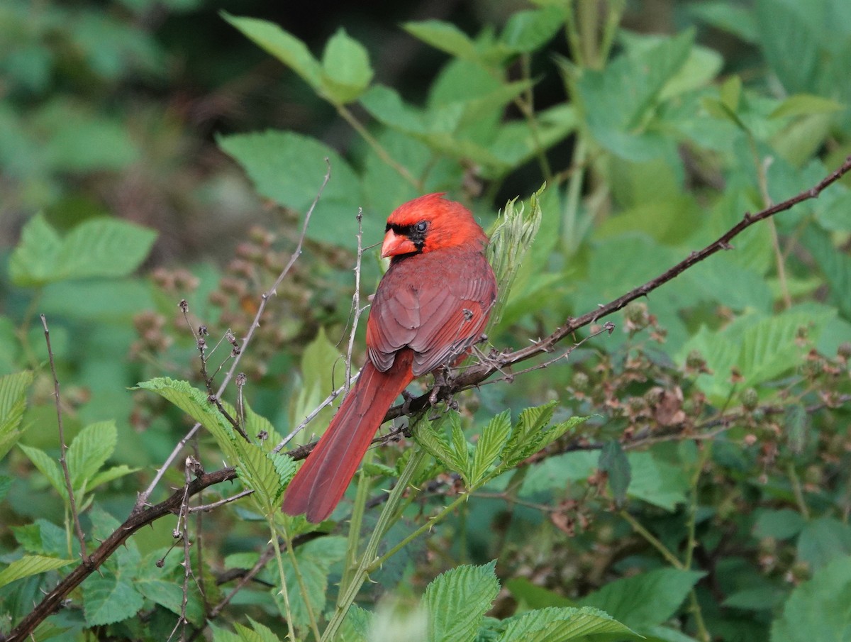 Northern Cardinal - ML572494241