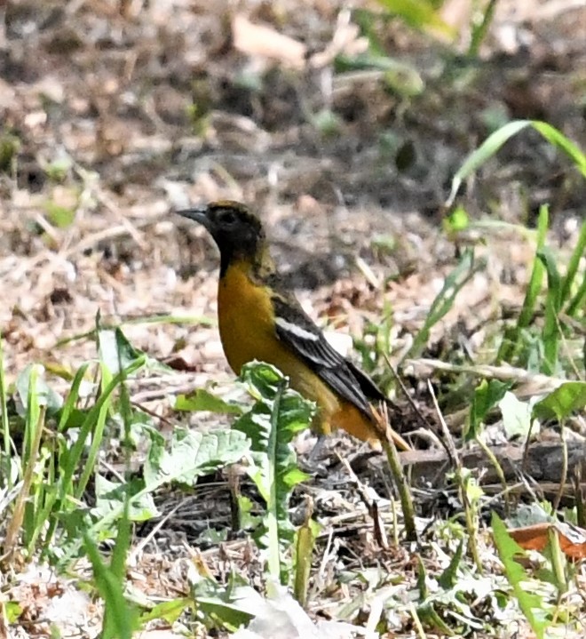 Oriole de Baltimore - ML572495131