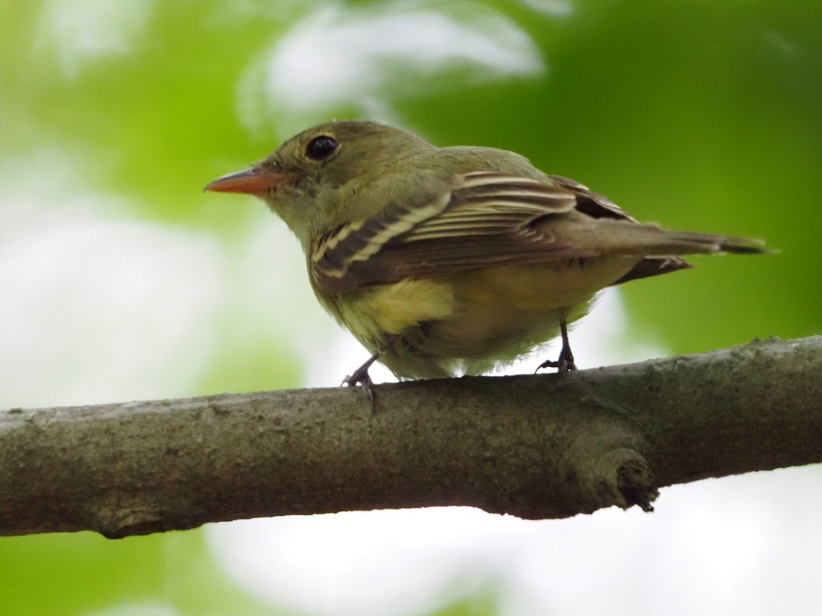 Acadian Flycatcher - David Zook