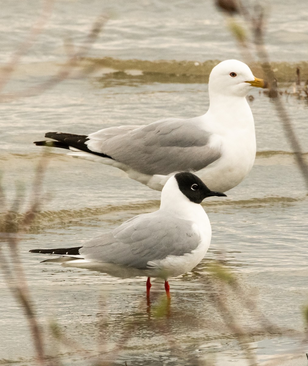 Bonaparte's Gull - ML572496811