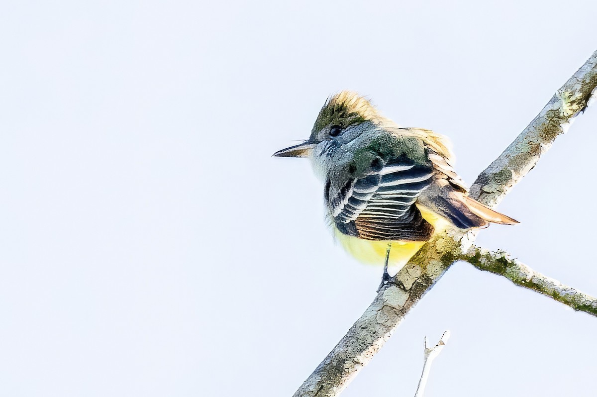 Great Crested Flycatcher - ML572497541