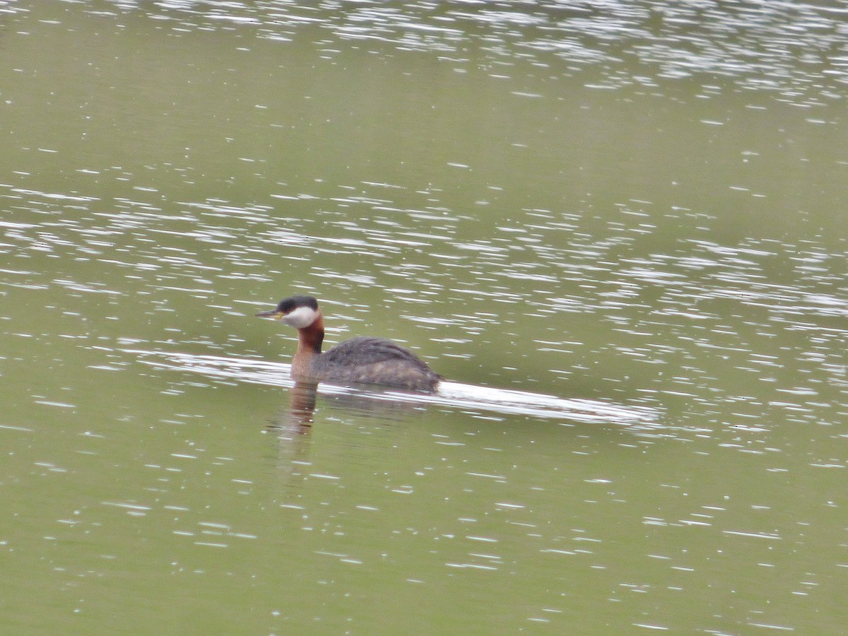 Red-necked Grebe - ML57249841