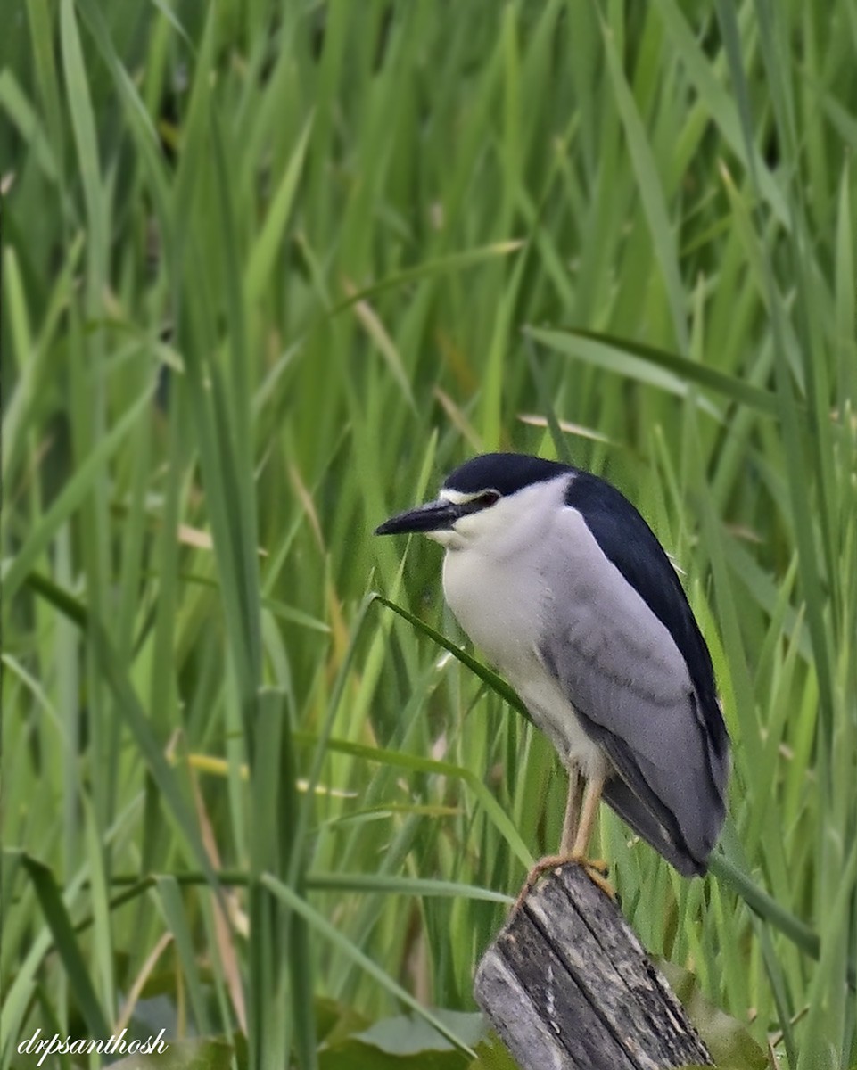 Black-crowned Night Heron - ML572498631