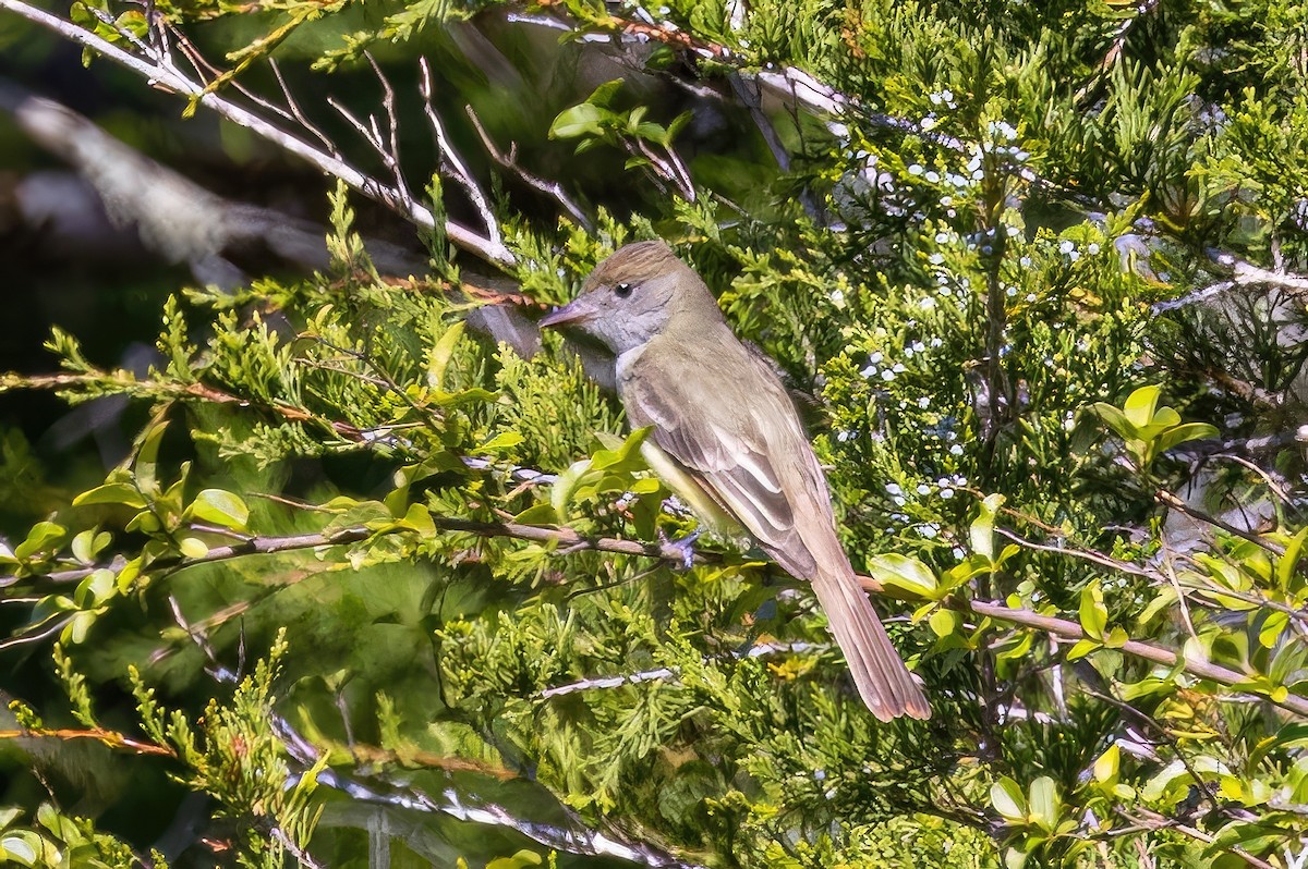 Great Crested Flycatcher - ML572499261