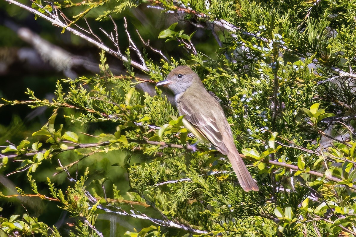 Great Crested Flycatcher - ML572499271