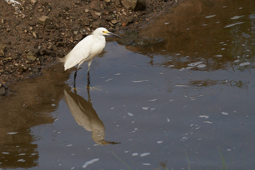 Snowy Egret - Maximiliano Amaro