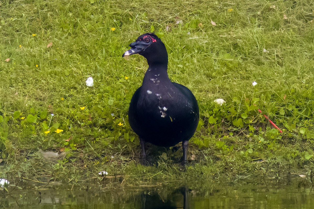 Muscovy Duck (Domestic type) - ML572499841