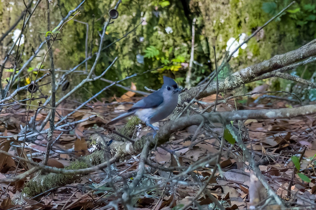 Tufted Titmouse - ML572500641