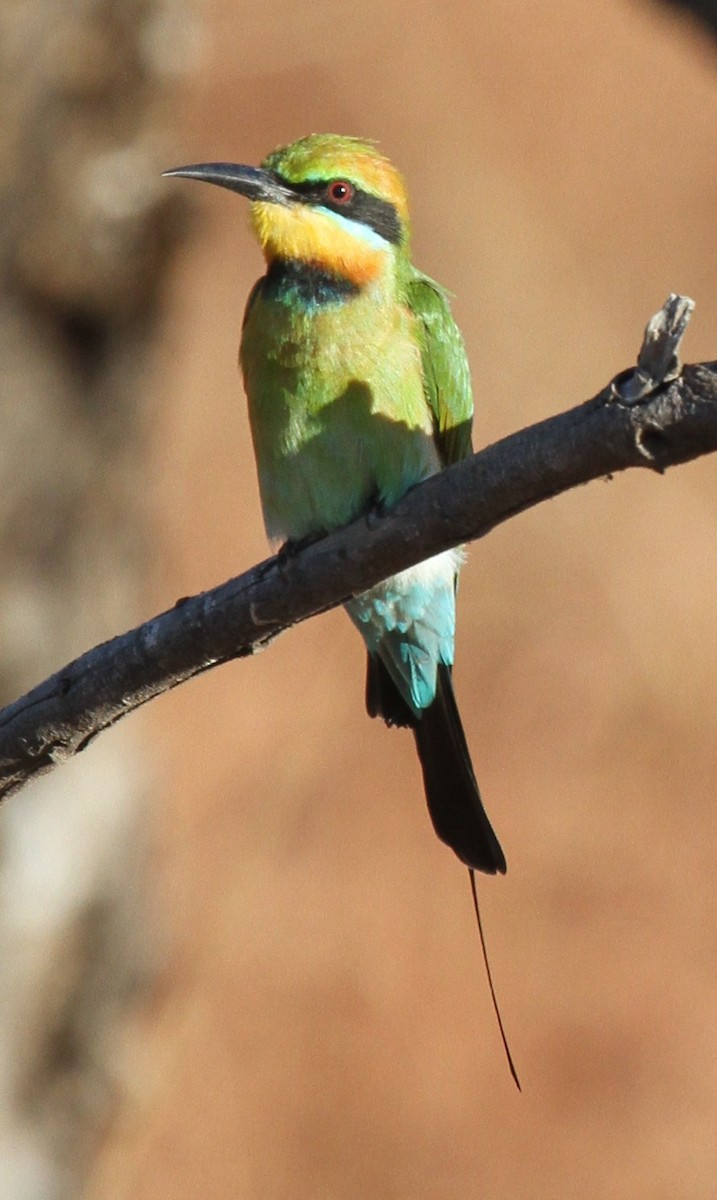 Rainbow Bee-eater - Colin Trainor