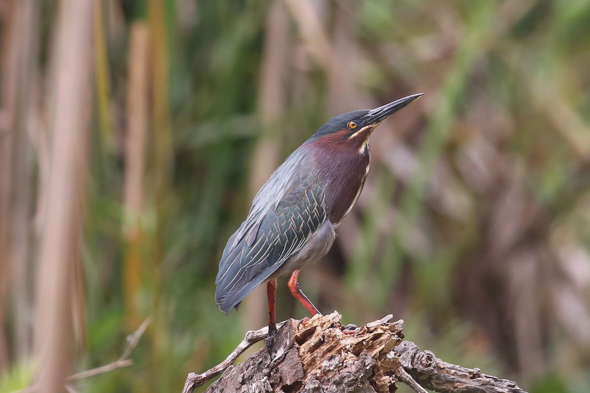 Green Heron - ML572504081