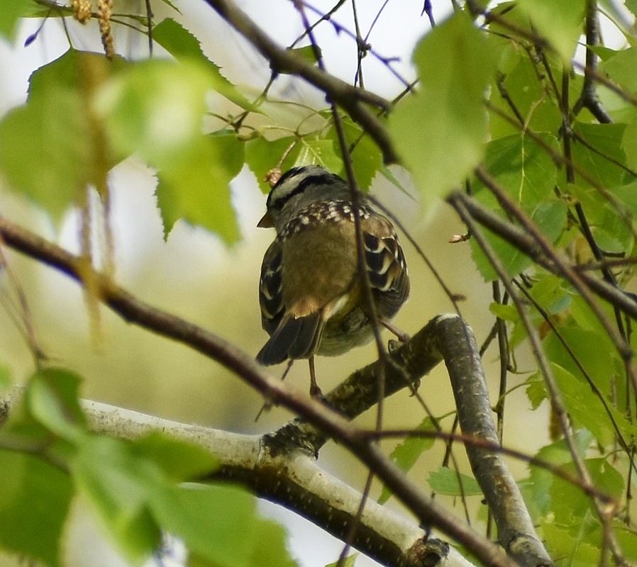 White-crowned Sparrow - Regis Fortin