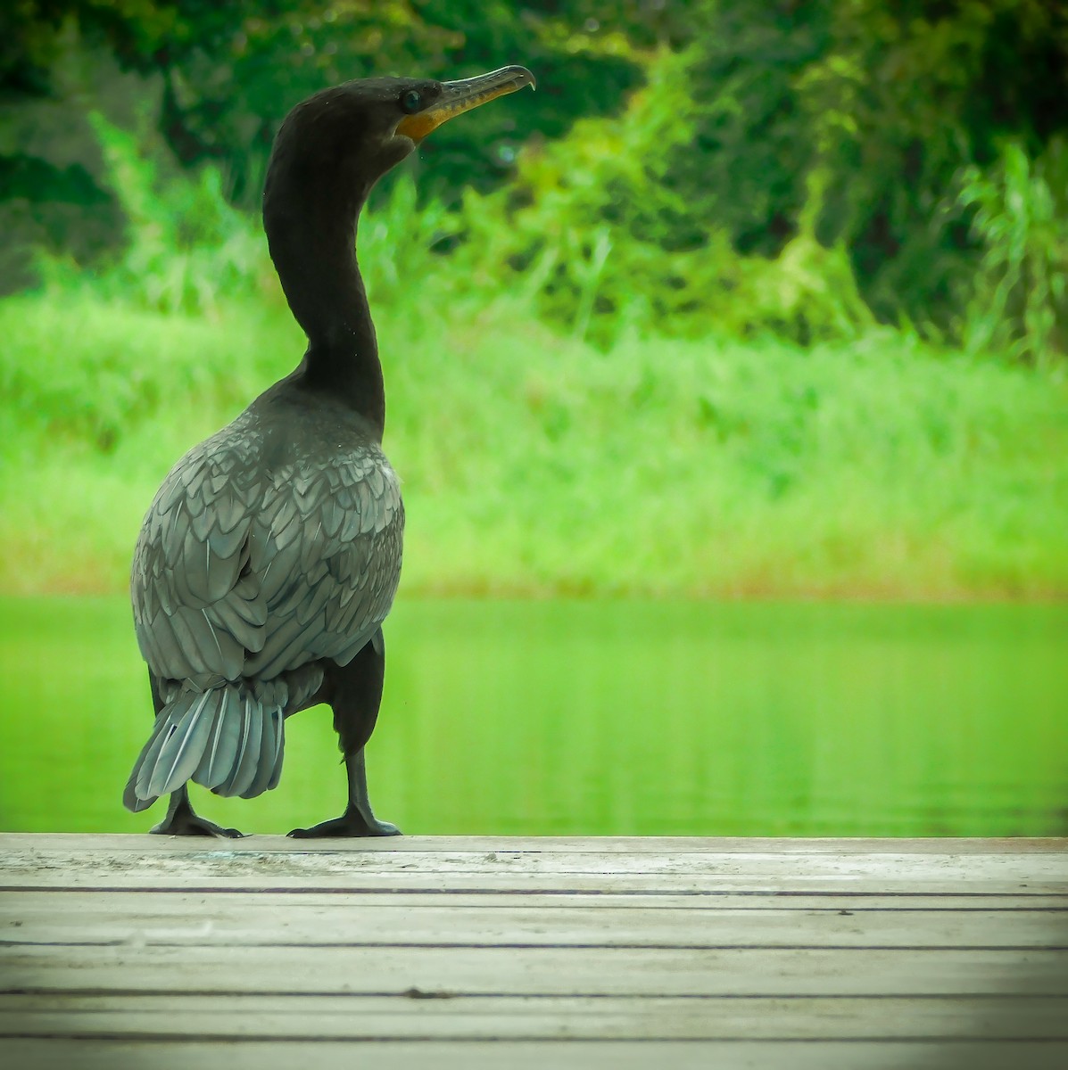 Neotropic Cormorant - Juan Diego Bedoya Mejía