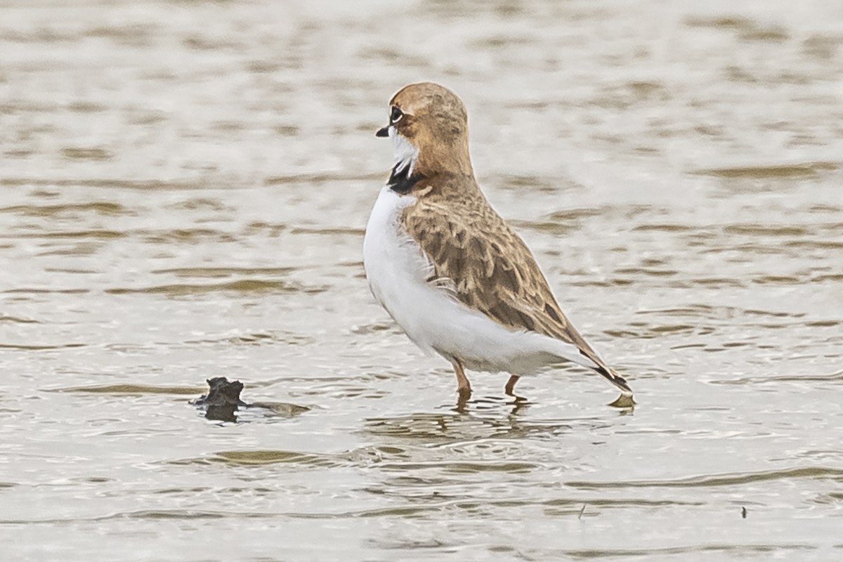 Collared Plover - Amed Hernández