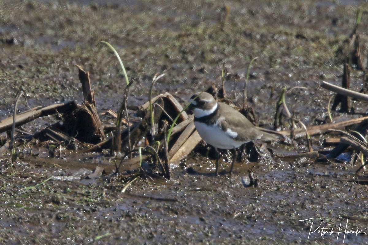 Semipalmated Plover - patrick hacala