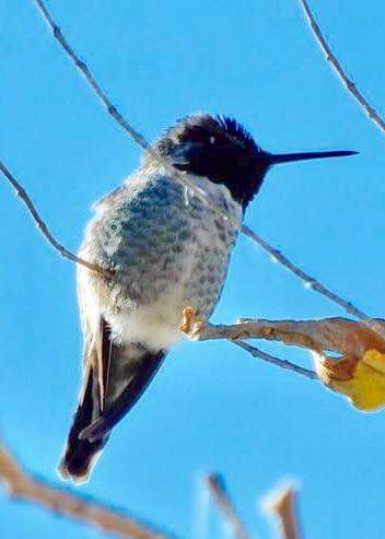 Colibrí de Anna - ML57250511