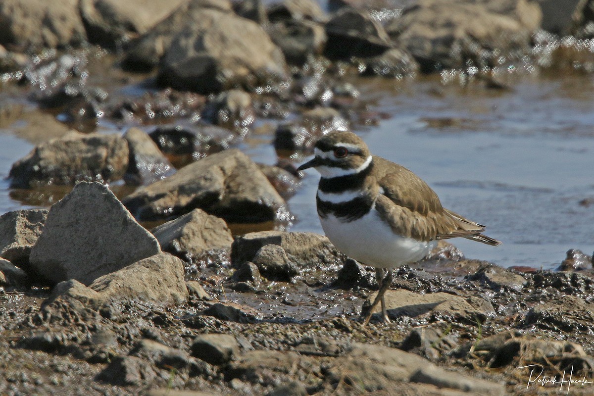 Killdeer - patrick hacala